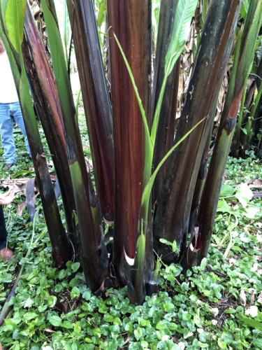 Ecuadorian Abaca plant