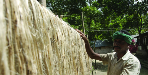 Jute drying