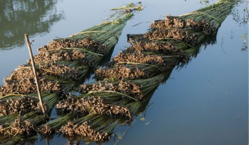 Jute bundles in water